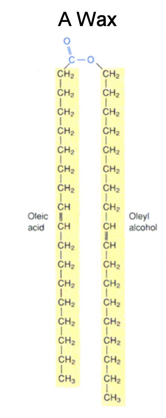 are a long-chain fatty acid bonded to a long-chain alcohol. 2. Solid at room temperature, waxes have a high melting point and are waterproof and resist degradation. 3.