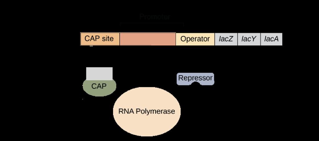 Key players of the lac operon Repressor protein (LacI): prevents operon expression Always bound to operator Blocks transcription of gene Removed in presence of lactose CAP-cAMP complex: