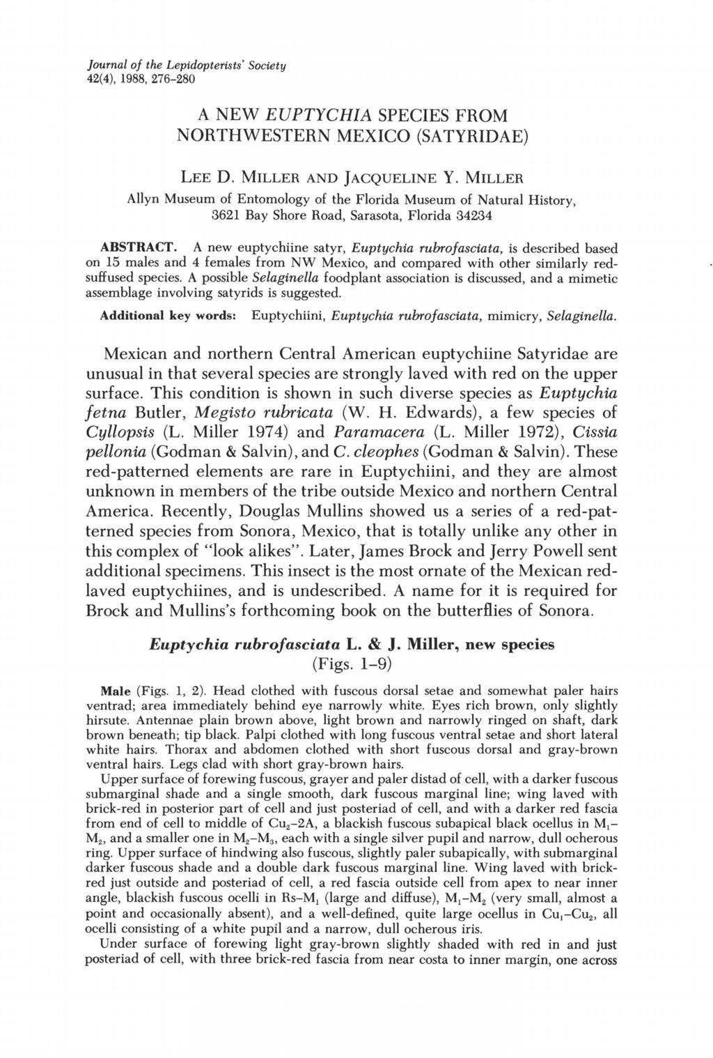 Journal of the Lepidopterists' Society 42(4), 1988, 276-280 A NEW EUPTYCHIA SPECIES FROM NORTHWESTERN MEXICO (SA TYRIDAE) LEE D. MILLER AND JACQUELINE Y.