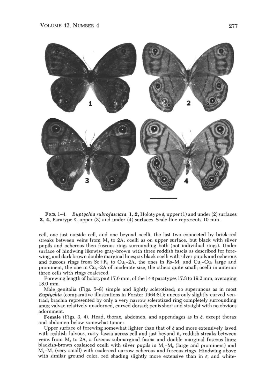 VOLUME 42, NUMBER 4 277 FIGS. 1-4. Euptychia rubrofasciata. 1,2, Holotype 5, upper (1) and under (2) surfaces. 3, 4, Para type 'i', upper (3) and under (4) surfaces. Scale line represents 10 mm.
