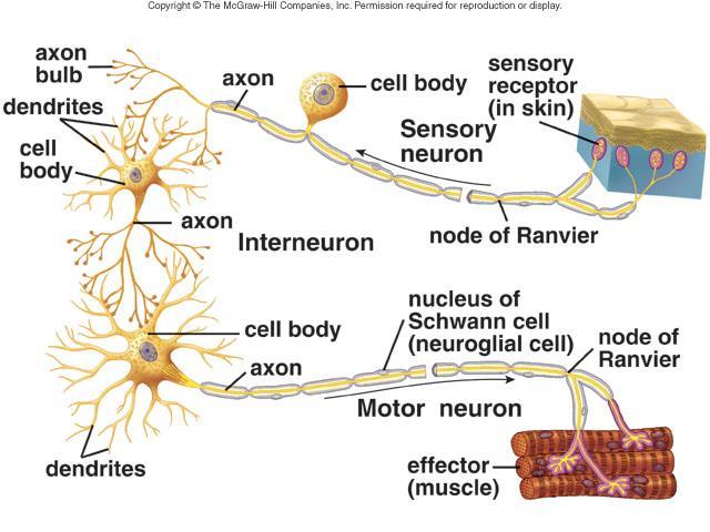Types of neurons All