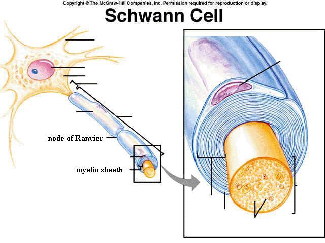 Myelin Sheath Long axons are covered by a protective myelin sheath formed by neuroglial cells called Schwann cells.