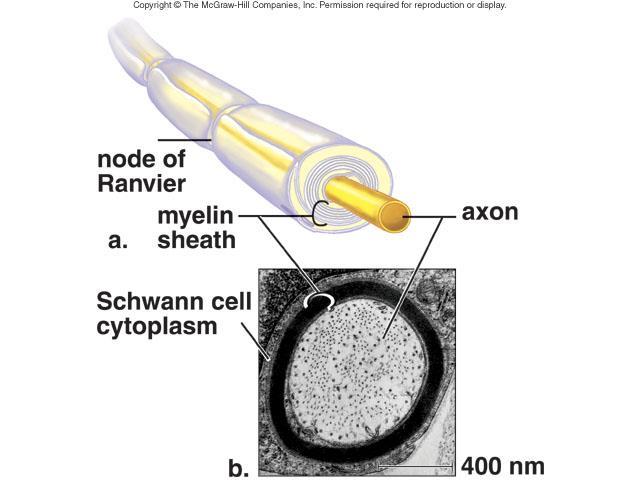 Myelin sheath SCHWANN Cells are a type of NEUROGLIAL cell.