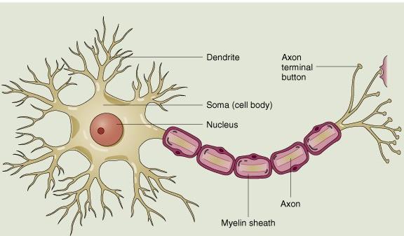LABEL. What type of neuron is this? A. Dendrite Axon bulb F.