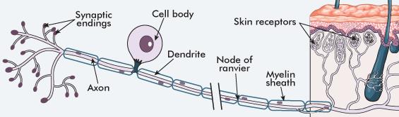 Sensory (Afferent) Neurons take information from sensory receptors to the CNS.