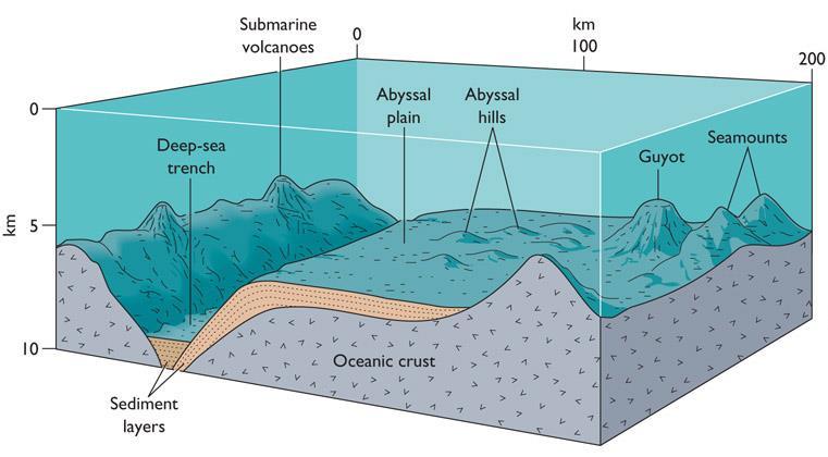 The Sea Floor (Continued) The Deep Ocean Province lies between the continental margins and the mid-oceanic ridges.