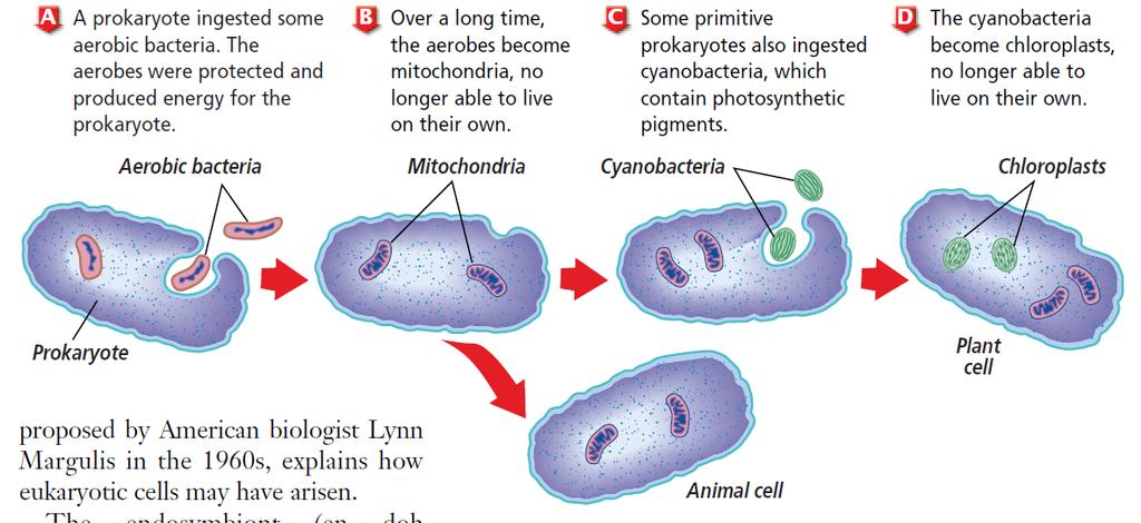 Endosymbiont Theory Proposes that eukaryotes evolved through a symbiotic relationship between ancient prokaryotes.