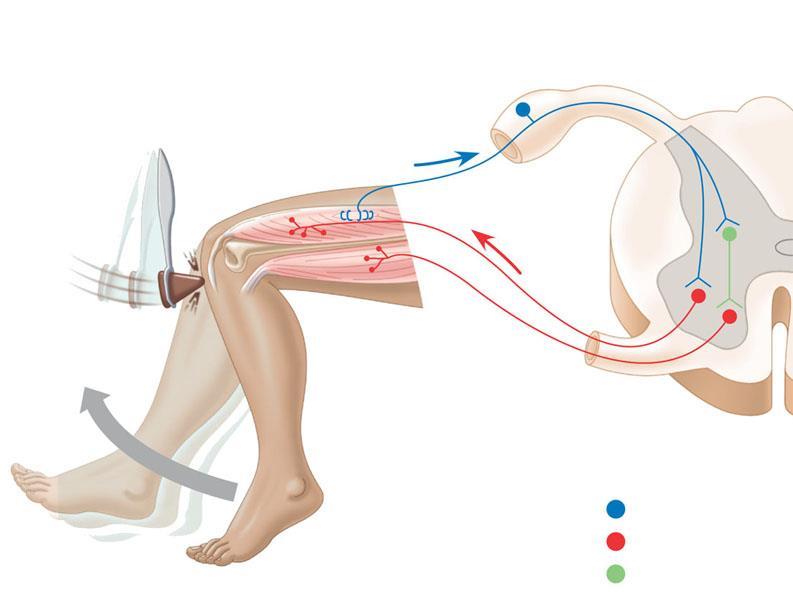 2 Sensors detect 3 Sensory neurons a sudden stretch in the quadriceps. convey the information to the spinal cord.