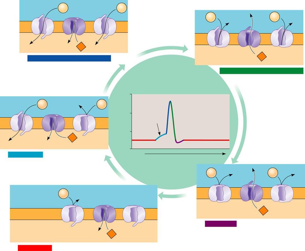 Membrane potential (mv) The generation of an action potential Na + Na + Na + Na + Figure 48.