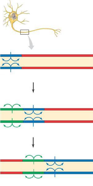 Axon Action potential Na + 1 An action potential is generated as Na + flows inward across the membrane at one location. Figure 48.