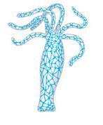 Comparative Nervous Systems Cnidarians nerve