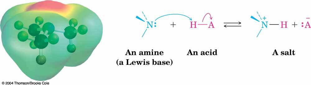 Basicity of Amines The lone pair of electrons on nitrogen makes amines basic and