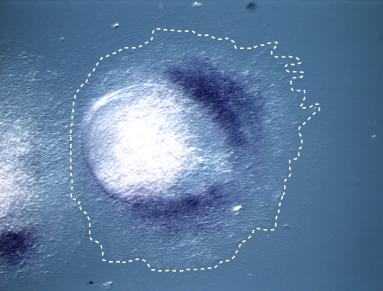 The presomitic marker Msgn1 is expressed in the centre of the culture (d,