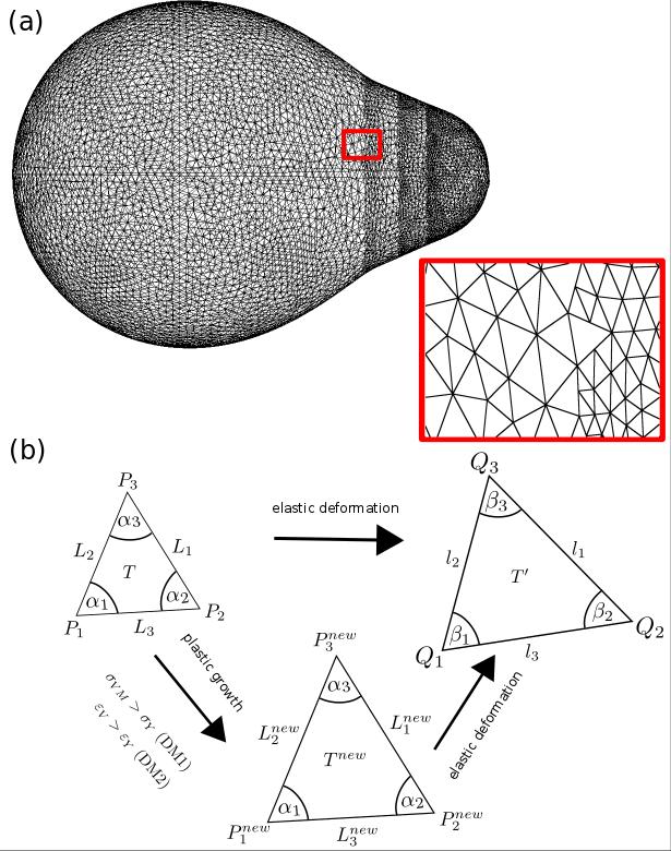Figure S10. The DM is based on elasto-plastic deformations of triangular surface elements. (a) shows the triangular meshed surface of the simulated shmooing cell.