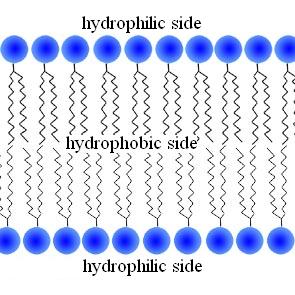 BUILDING BLOCKS OF NEURON MEMBRANE phospholipid molecule hydrophile hydrophobe phospholipid bilayer (membrane) in water good dielectric not permeable for ions, charged molecules not permeable