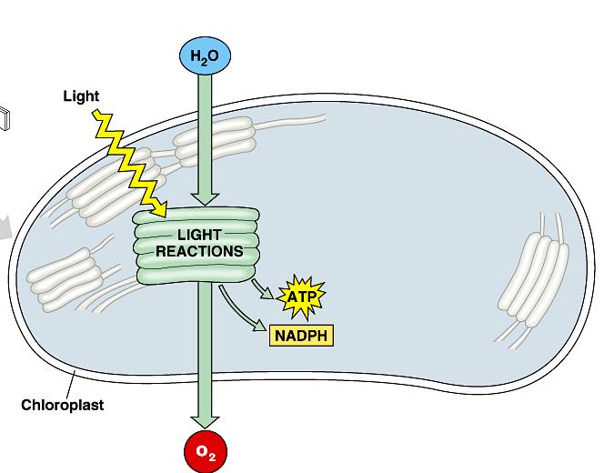 Photosynthesis: The Light-Dependent Reactions Requires light Occur in the thylakoid membrane (within the chloroplast) Water gets split: to oxygen gas (diffuses out of the