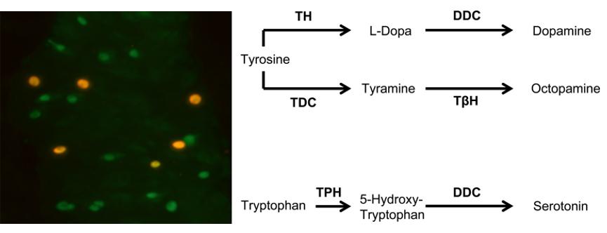 limiting enzyme is Tryptophan hydroxylase 1 (Tph1), regulates widely diverse physiological parameters in the body including bone mass, glucose homeostasis, and inflammation (Duerschmied et al.