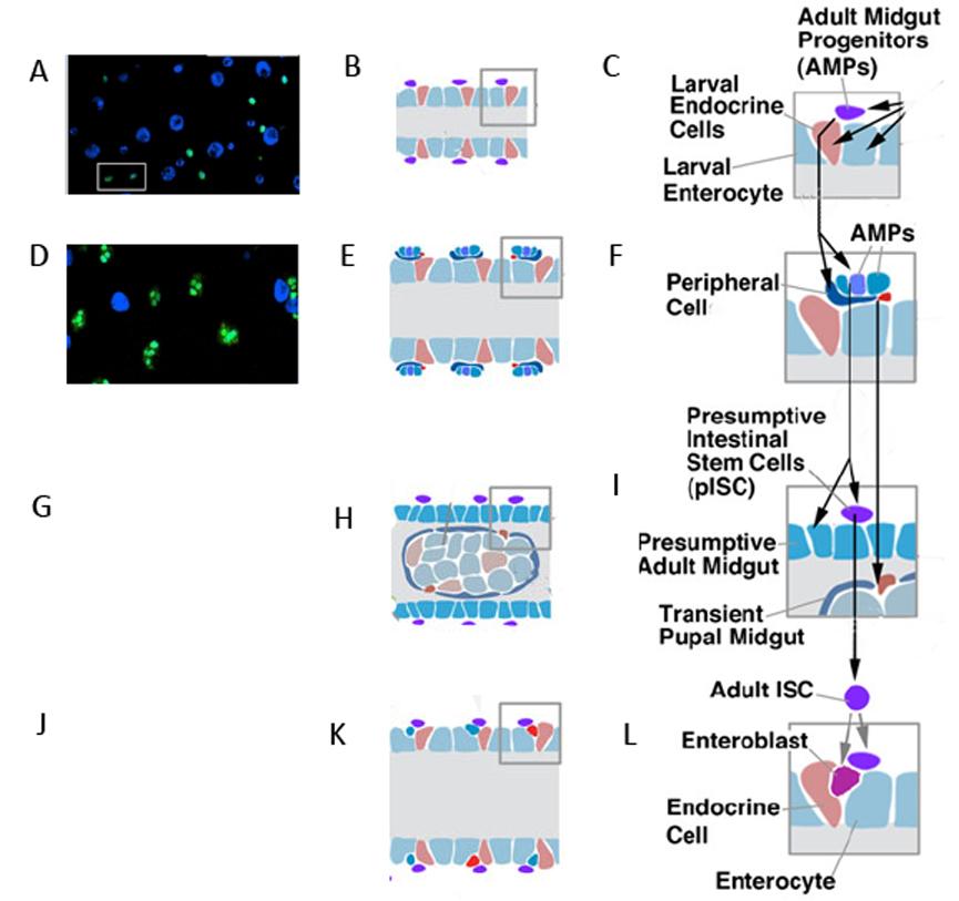 Figure 4: Development of the adult Drosophila midgut The left column contains confocal photographs of esg-gal4 expression in the developing tissue (GFP green, DAPI blue).