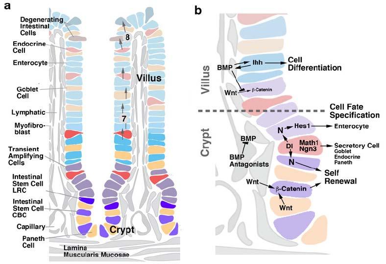 Figure 16: Overview of the mouse intestinal epithelium The intestinal epithelium is formed as a field of apical villi and basal proliferative crypts.