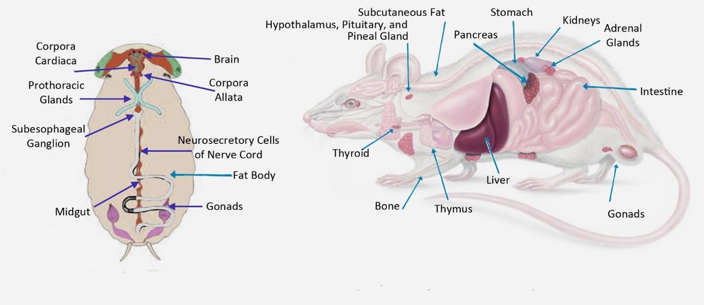 Focus on Enteroendocrine Cells Endocrine Overview When an animal eats, there are many changing conditions within the body, and in order to maintain postprandial homeostasis there must be a system of