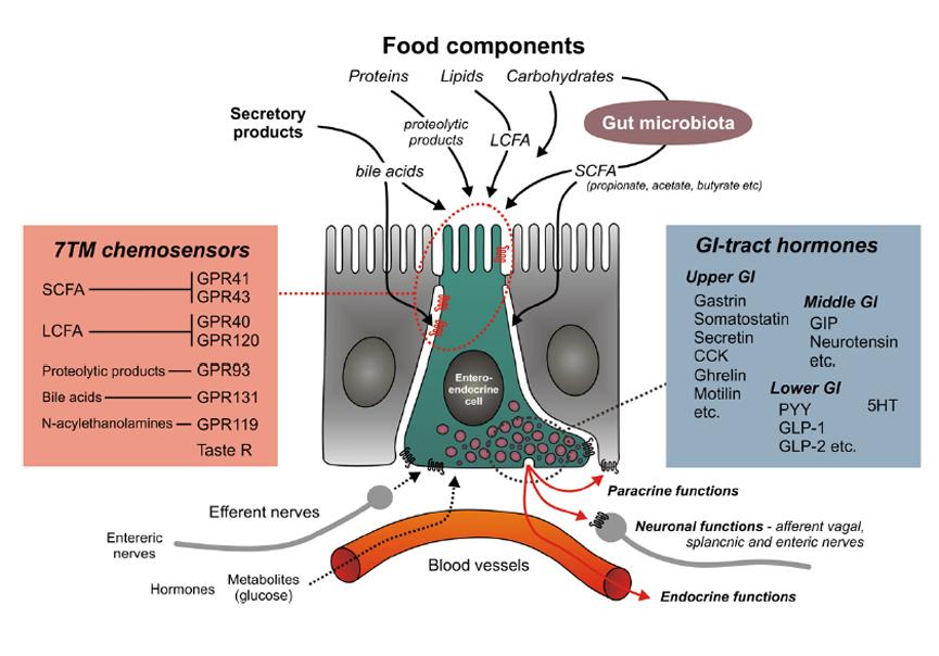 EEs in the stomach and small intestine use the chemosensory GPCR α-gustducin in combination with sweet-taste receptors to respond to the presence of sugars and fatty acids by secreting Glucagonlike