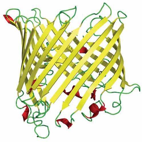 Determine TM regions Determine TM topology Function End Intro Function Properties of TM proteins Transmembrane