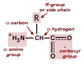 Amino Acids: Components Major components include amine group, carboxylate group and the side chain