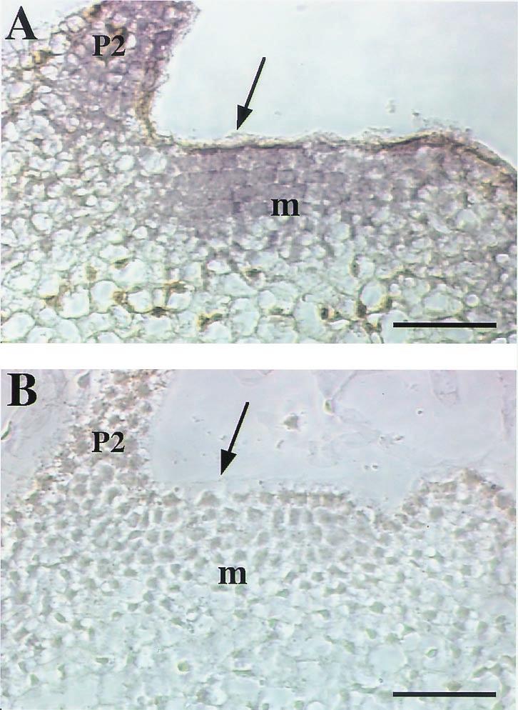 ND, not determined. Fig. 4. Expansin-induced morphogenesis. (A) Scanning electron micrograph (SEM) of an apex from an E1.