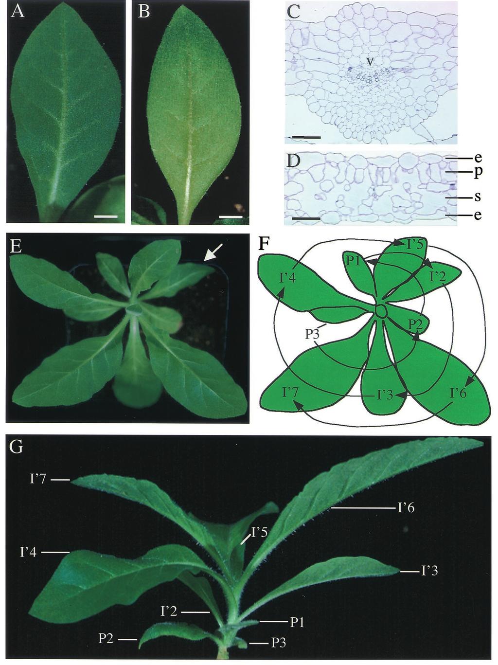 Fig. 6. Expansin-induced primordia develop into normal leaves and lead to reversed phyllotaxy. (A) Expansin-induced leaf. (B) Normally formed leaf.