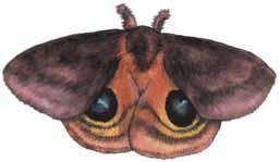 Some moths have wings that look like the eyes of much larger animals (Figure 5-2g). Other prey species gain some protection by living in large groups such as schools of fish and herds of antelope.