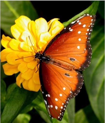 UNIT 3 BIODIVERSITY Chapter 4 Diversity of Life Biology 20 Characteristics of Life Generally speaking we all know what is living and what is non-living A butterfly is alive, while a rock is not A