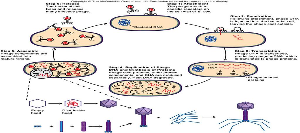 Lytic Cycle Diagram See page 123, figure 4.21 in textbook Lysogenic Cycle Lysogenic cycle Genetic material from the capsid is released into the host cell.
