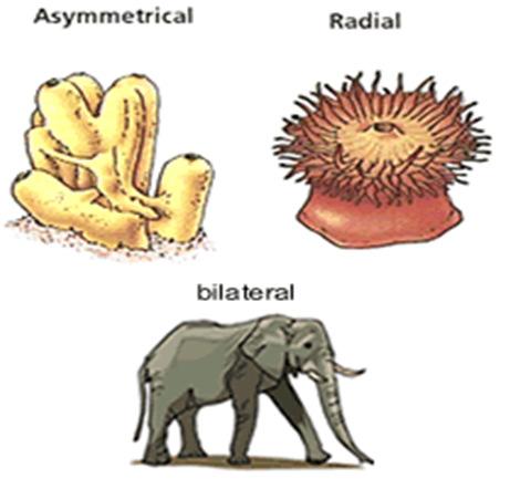 Five Major Areas Used to Describe Animals 1. Systems: When moving from simpler to more complex animal forms, the number and complexity of systems increases. 2.