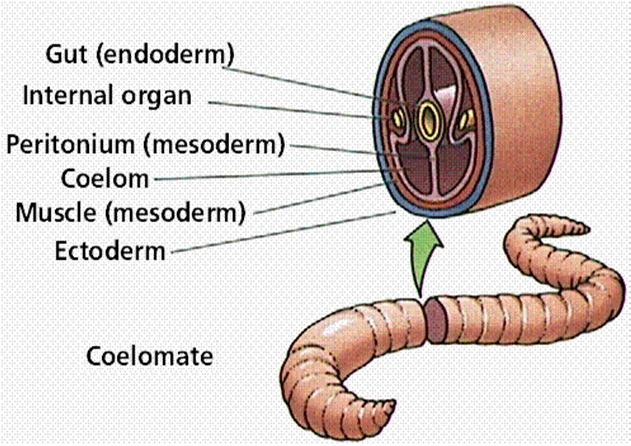 3. Coelom A coelom is a body cavity. The presence or absence of a fluid-filled cavity is one of the most significant features of animal body plans used in classification.