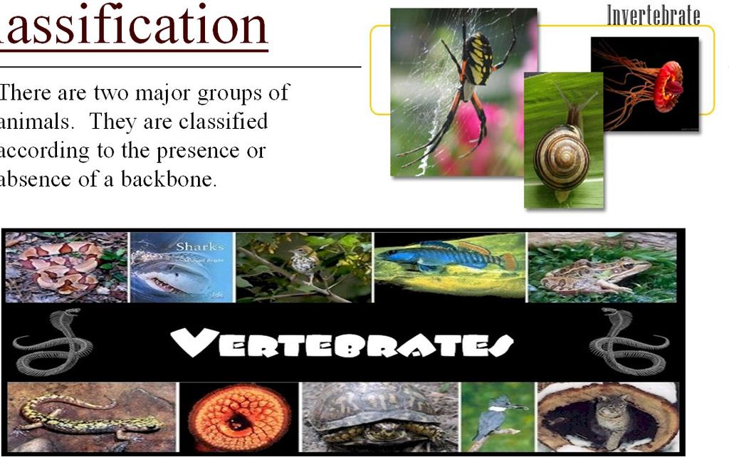 Classification There are two major groups of animals.