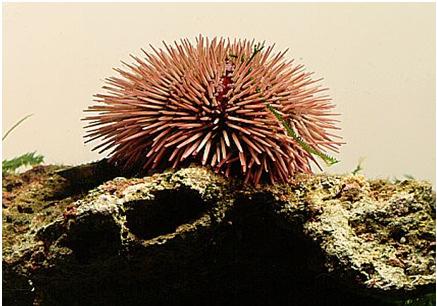 These organisms lack a backbone, and include the following phyla: (a) Porifera (sponge) (b) Coelenterata