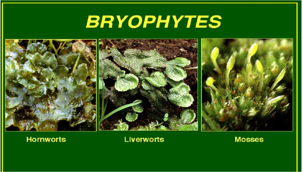 Bryophyte Adaptations for Life on Land 1. Water Conservation - waxy waterproof covering called a cuticle or cutin found on leaflets 2. Gas Exchange - pores found on the top of the leaflets 3.