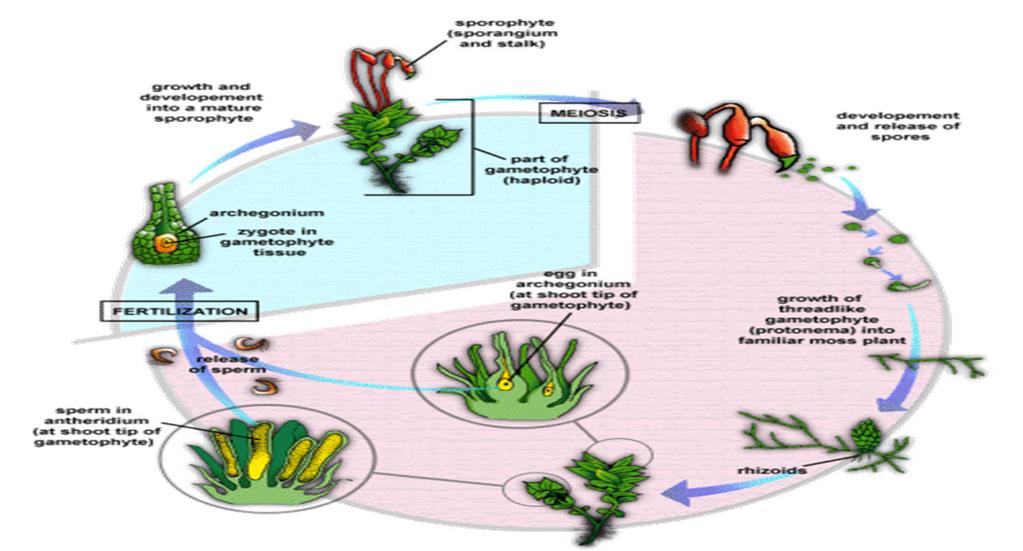 Moss Life Cycle Tracheophytes (i) Possess vascular tissue (xylem and phloem). This accounts for the remaining characteristics (ii) Possess true roots, stems, and leaves.
