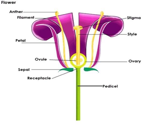 Flower & Seed Structure There are two forms of angiosperms: A cotyledon is a seed leaf and is important in seed