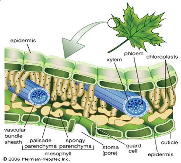 Trachoephyte Adaptations for Life on Land 1. Water Conservation - cuticle or cutin present on leaves. 2. Gas Exchange - pores called stomata found on the bottom of leaves. 3.