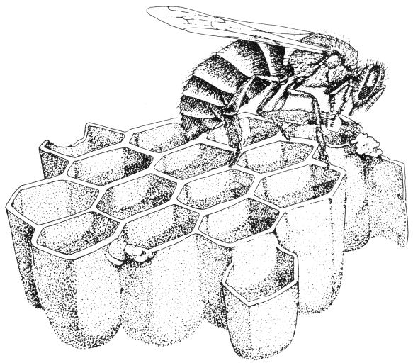 Honeybees do not hibernate in the winter. They keep slowly active, usually staying inside the hive, feeding on the stored honey and pollen. Egg laying and brood rearing are minimal.