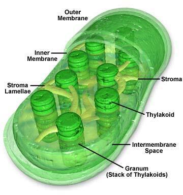 IMPORTANT STRUCTURES- CHLOROPLAST THYLAKOIDS - coins -phase I GRANUM- stack of coins STROMA-