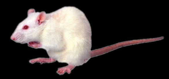 WEISMAN Weisman: (1) Cut off mice tails for 18 generations (2) All subsequent generations had