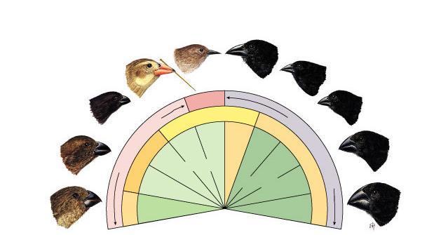 Darwin s finches Differences in beaks (recall freshman bio lab) associated with eating different foods survival & reproduction of beneficial adaptations to foods available on islands Warbler finch