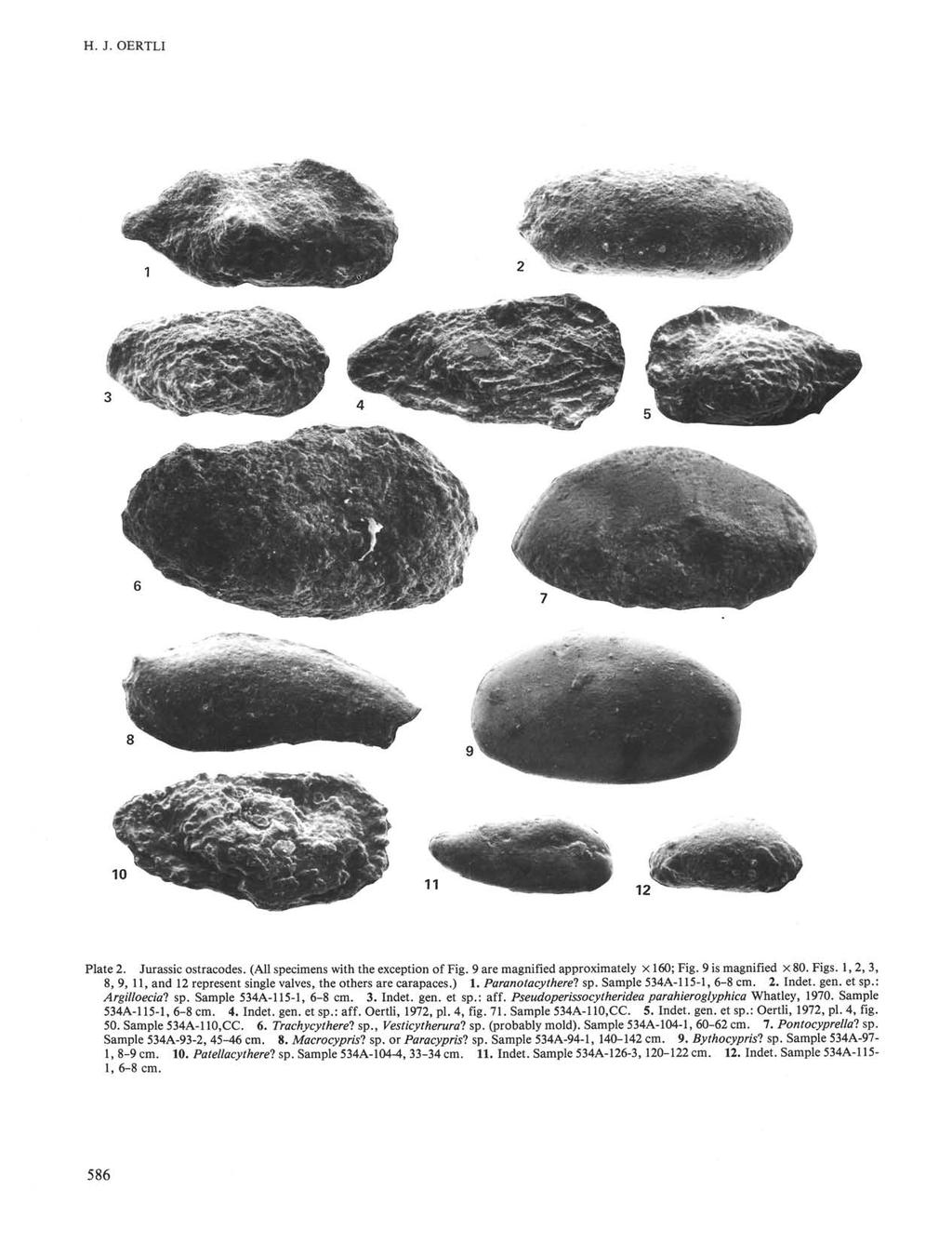 H. J. OERTLI v Plate. Jurassic ostracodes. (All specimens with the exception of Fig. 9 are magnified approximately 60; Fig. 9 is magnified 80. Figs.