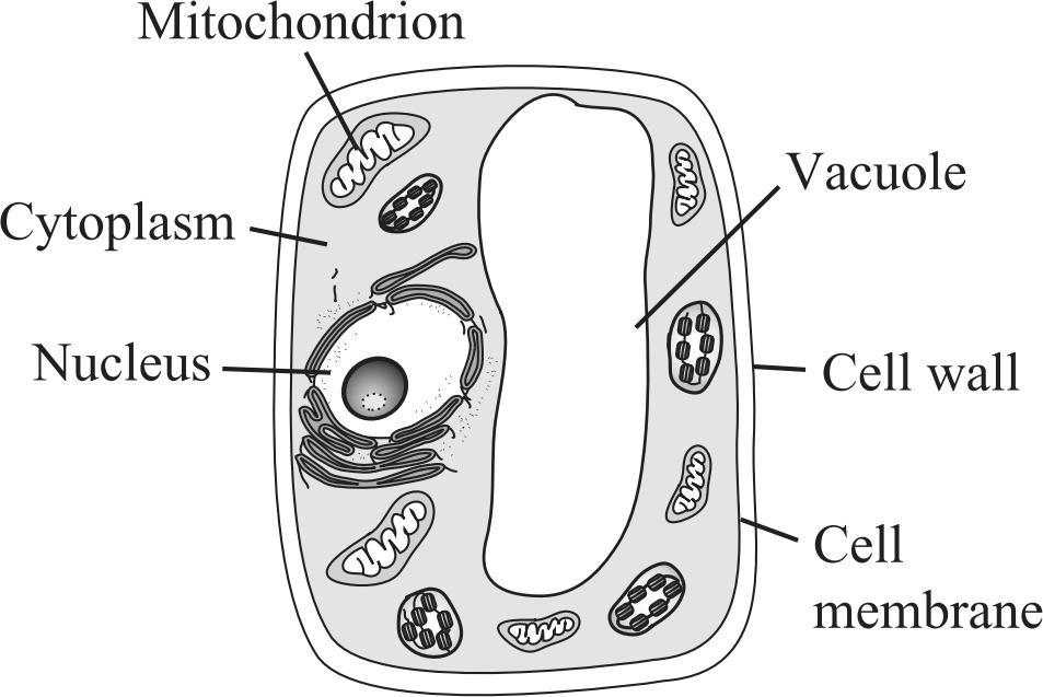 53. student views cells from several different prokaryotic and eukaryotic organisms under a high-powered microscope. 55. diagram of a cell is shown below.