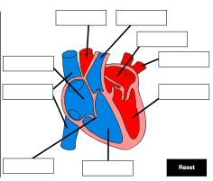 4.2.2.2 Cells and systems The heart and blood vessels Key information: - The heart is an organ that pumps blood around the body in a double circulatory system.