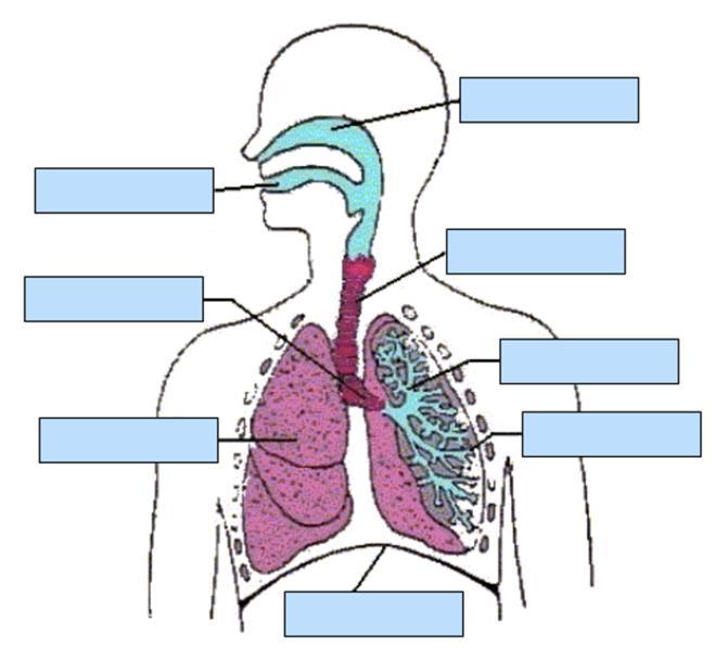 4.2.2.2 Cells and systems The lungs Key information: The lungs are specialised organs adapted to allow for efficient gas exchange.