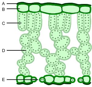 xylem and phloem, and meristem tissue. - The lead is a plant organ which is adapted in order to carry out photosynthesis. 1.