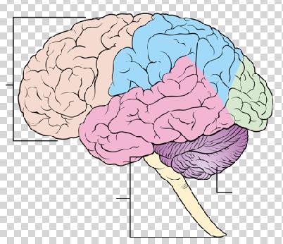 4.5.2.2 Cells and systems The brain (biology only) Key information: - The brain controls complex behaviour.